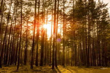 Obraz premium -Foliage, stream, Rural, Green, peaceful, Park, Backyard, botany, garden, Forest, Wetlands, natural environment,Ecosystem , grass, environment, grass family, country path, stumps, cottage,moss