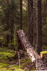 -Foliage, stream, Rural, Green, peaceful, Park, Backyard, botany, garden, Forest, Wetlands, natural environment,Ecosystem , grass, environment, grass family, country path, stumps, cottage,moss