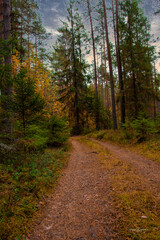 Naklejka premium -Foliage, stream, Rural, Green, peaceful, Park, Backyard, botany, garden, Forest, Wetlands, natural environment,Ecosystem , grass, environment, grass family, country path, stumps, cottage,moss