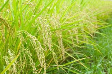 稲穂