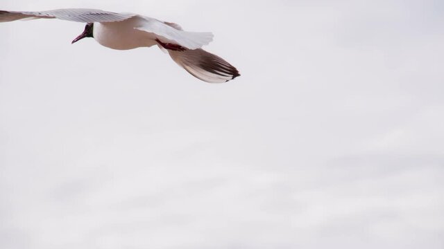 Soaring Sea Bird. Seagull soars slowly using headwind against the backdrop of a cloudy sky. Slow Motion. Shooting at a speed of 120 fps