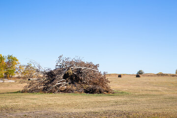A pile of poplar trees cut and stacked in a pasture with straw bales in an autumn agriculture...