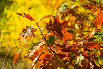 Bright yellow-red autumn foliage of trees on a sunny day.
