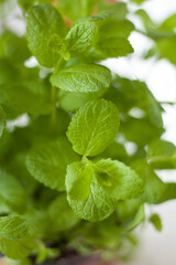 Świeża mięta liście w doniczce © Agnieszka