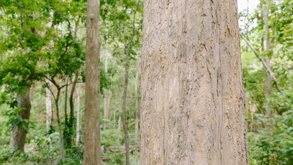 Naklejka premium Teak tree in the forest with blurred background 