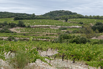 Vignobles à perte de vue dans le Gard - France