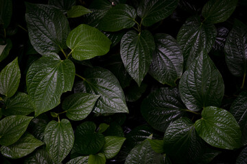 betel leaf abstract background
