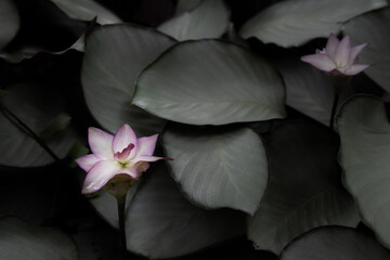 pink lotus on dark pond
