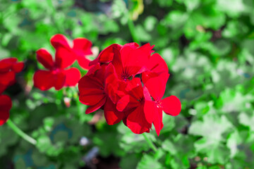 Red Pelargonium in the garden