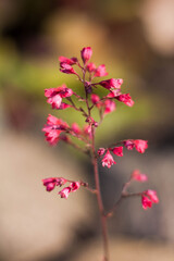 Drobne różowe kwiaty w ogrodzie © Agnieszka