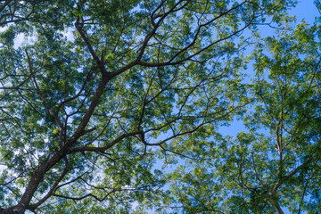 under tree shade