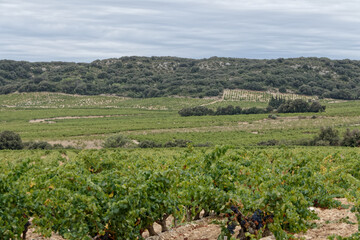 Fototapeta na wymiar Vignobles dans la région de la commune de Tavel - Gard - France