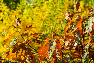 Bright yellow-red autumn foliage of trees on a sunny day.
