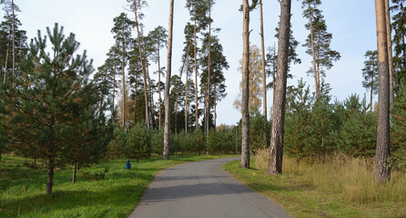 Pine grove in a country park with a winding asphalt road that goes deep into the forest, tall century-old trees and young pines.