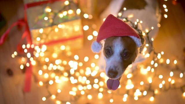 Lovely dog Jer Russell Terrier on the Floor Near Bright Holiday Garlands Next to Gift Boxes. Happy New Year and Merry Christmas Happy holiday