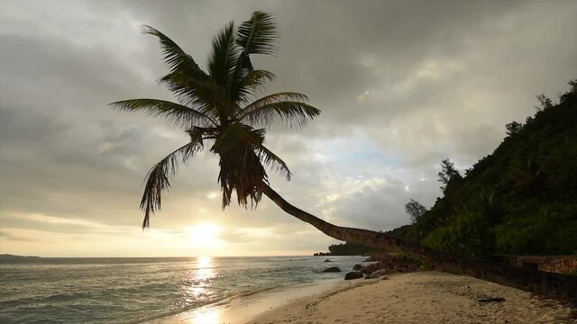 Sun is rising over the coconut palm in the Seychelles