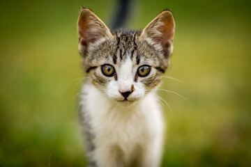 Naklejka na ściany i meble Close-up portrait of black and white male kitten in the yard, looking at the camera, domestic animal, pet photography of cat playing outside, shallow selective focus, blurred green grass background