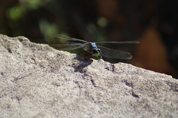 Dragonfly in the Wetlands