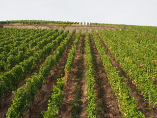 Weinberge am Rhein – Rüdesheim