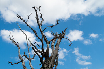 View of a dead tree with a blue sky in the background