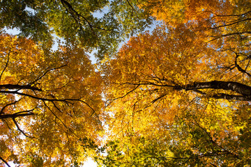 Fototapeta na wymiar Bottom view of autumnal trees in the Megantic national park, Canada