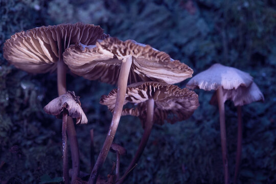 Mushrooms containing psilocybin grow in the forest. Dramatic lighting. macro photography. Psychotropic and hallucinogenic mushrooms.