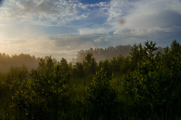 Obraz premium Thick mystical fog over a green forest. Juicy grass.