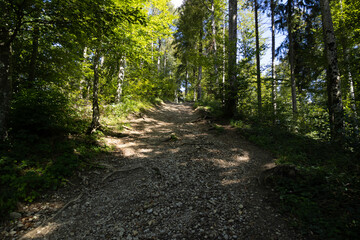 forest path leading up with many trees, the sun shines through the leaves on the ground and the trees, by day, without people