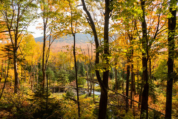 Beautiful view of  colorful trees in a forest in autumn