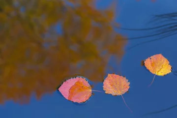 Fotobehang Red leaves of trees float in the water. The water reflects the blue sky and the tree with autumn leaves. Autumn approach concept. © Sergei