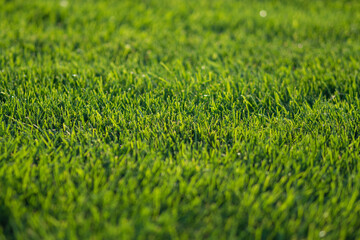soft green grass on the lawn