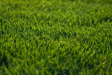 soft green grass on the lawn