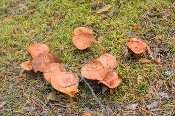 Group of mushrooms Suillus bovinus close up in forest. Edible tubular mushroom of the genus Suillus.