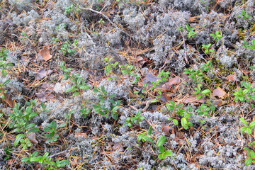 Moss and cranberry bushes, it can be used as a background.