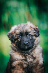 German shepherd dog posing outside. Happy and healthy dogs	