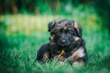 German shepherd dog posing outside. Happy and healthy dogs	