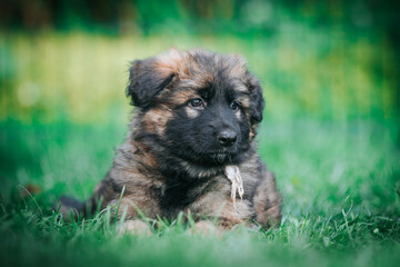 Fototapeta premium German shepherd dog posing outside. Happy and healthy dogs 