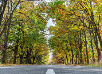 The road passing beneath the arch of autumn tree branches.
