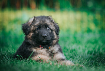 German shepherd dog posing outside. Happy and healthy dogs	