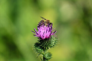 A selective focus shot of a bee on a purple blossom and blurred background - Stockphoto
