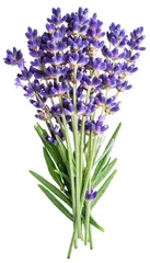 Foto op Aluminium Bunch of lavandula or lavender flowers on white background. © volff