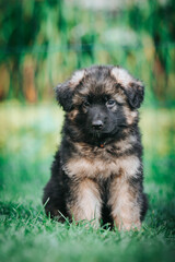 German shepherd dog posing outside. Happy and healthy dogs	