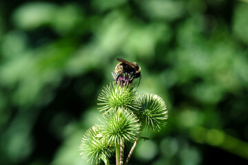 A selective focus shot of a bee on a purple blossom and spherical green umbels and blurred background - Stockphoto