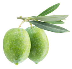Two green natural olives isolated on a white background.
