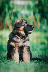 German shepherd dog posing outside. Happy and healthy dogs