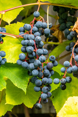 A bunch of wild grapes hanging from the branch.