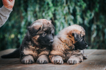 German shepherd dog posing outside. Happy and healthy dogs	