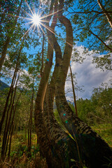 curved aspens of Ophir