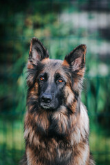 German shepherd dog posing outside. Happy and healthy dogs	