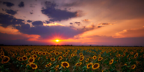 sunset over sunflowers